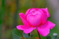 散歩の途中で。６