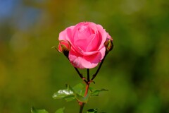 散歩の途中で。１