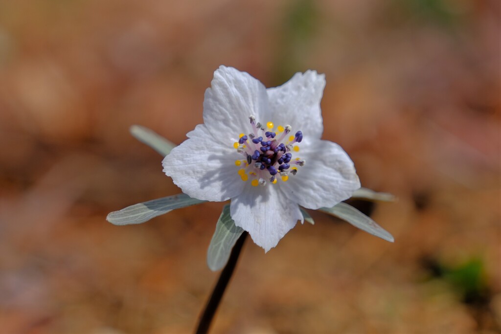 散歩の途中で。①