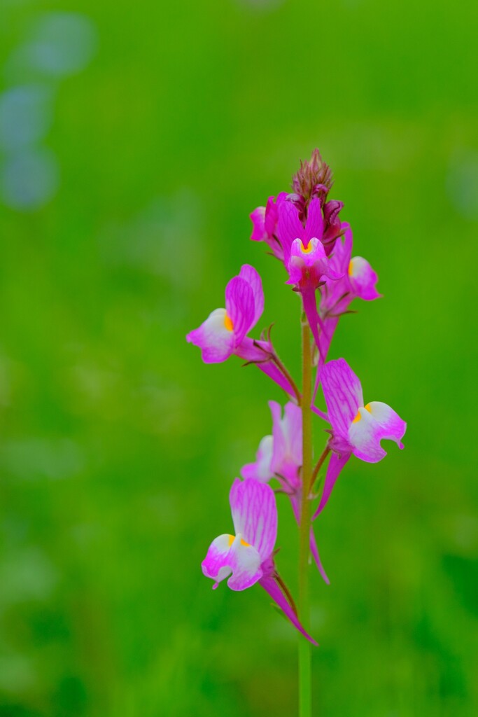 散歩の途中で。⑤