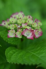 紫陽花