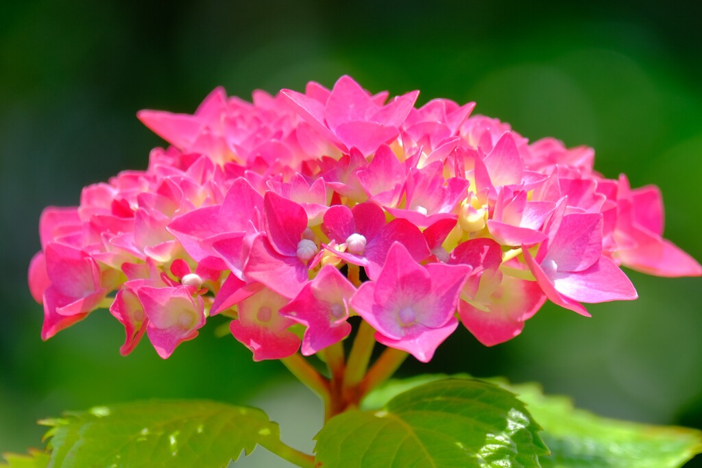 あじさい（４）