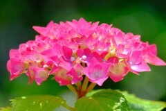 あじさい（４）