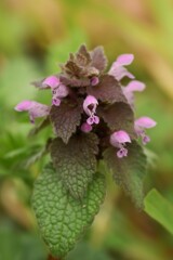 ヒメオドリコソウ