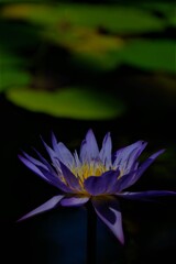 ネツタイスイレン