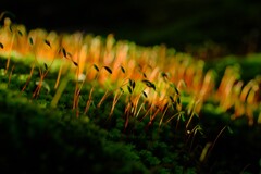 散歩の途中で。Ⅹ