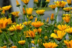 散歩の途中で。(49)