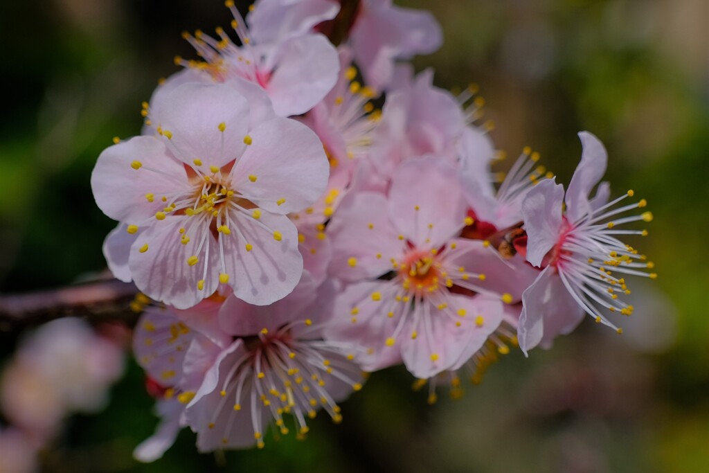 散歩の途中で。6