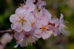 散歩の途中で。6