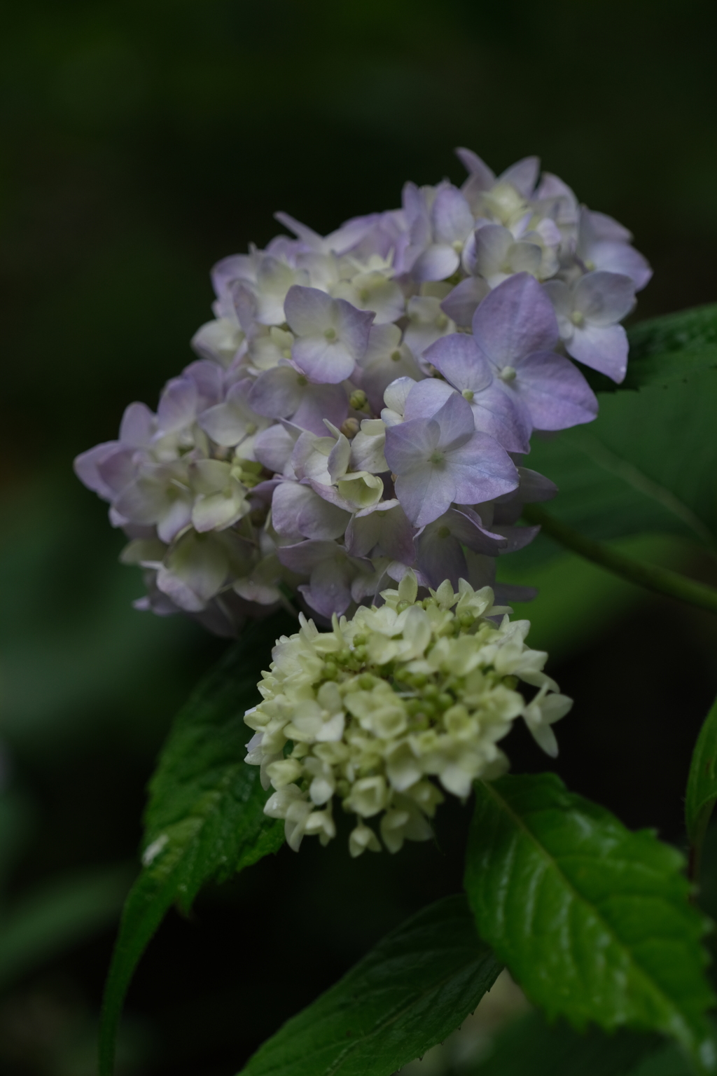 散歩の途中で。1