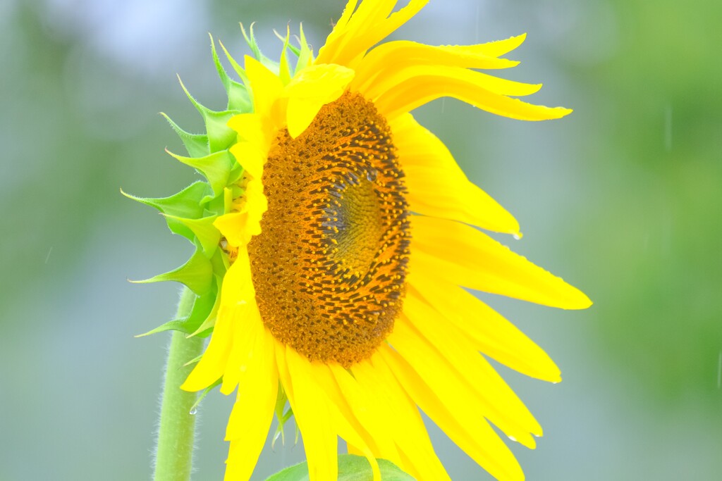 散歩の途中で。