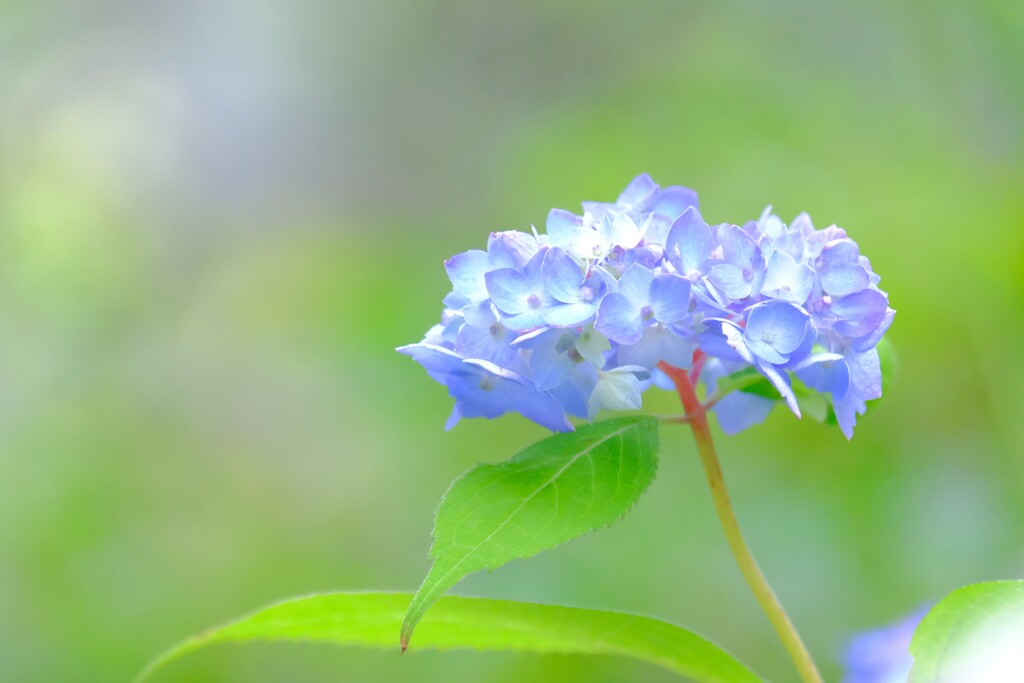 紫陽花