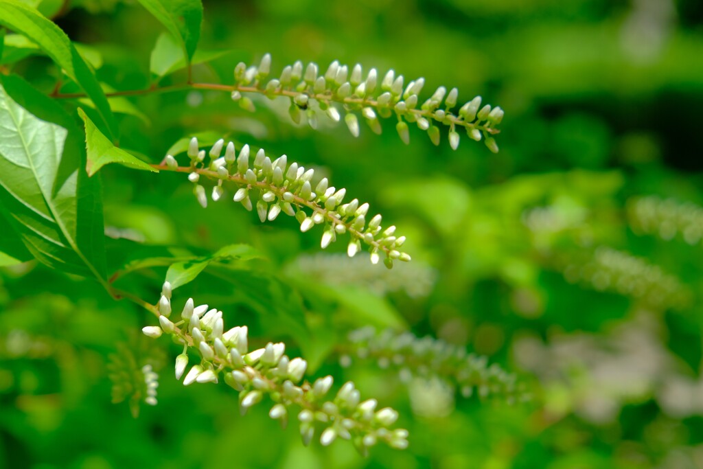 散歩の途中で。（５）