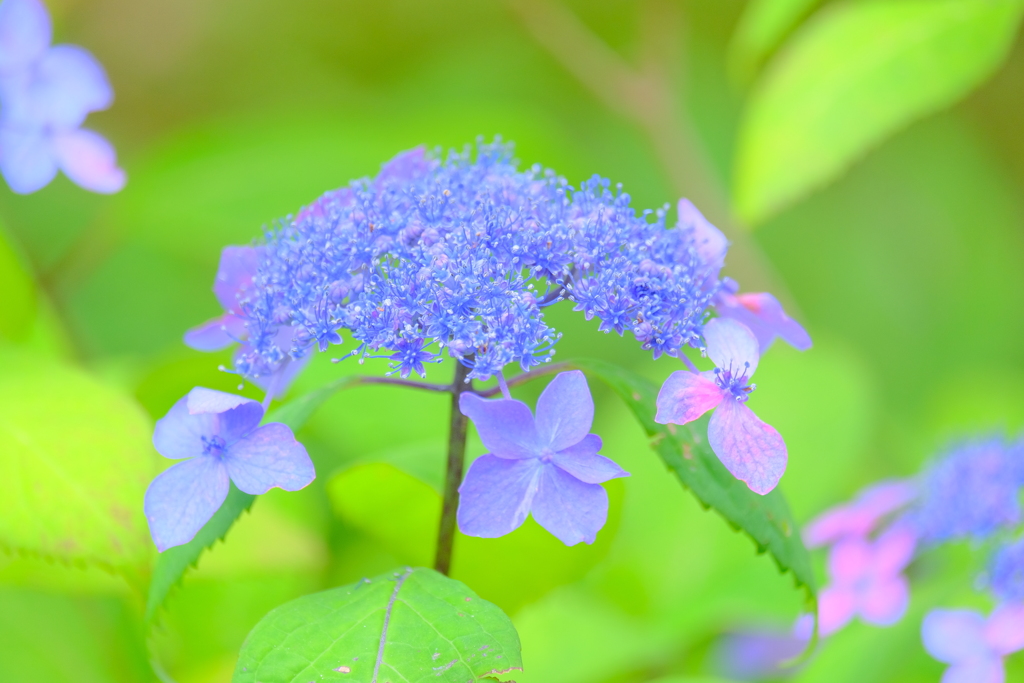 (8)散歩の途中で。2