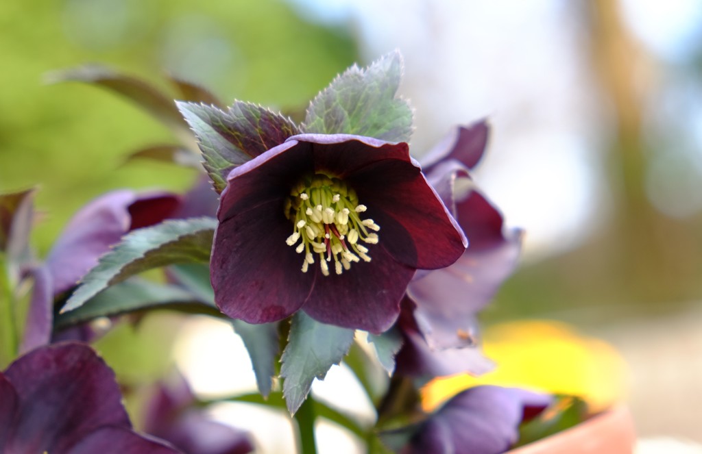 クリスマスローズ