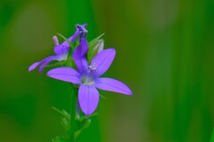 散歩の途中で。Ⅲ