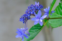 散歩の途中で。④