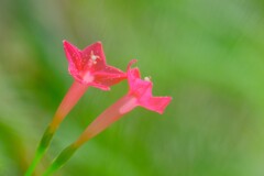 散歩の途中で。