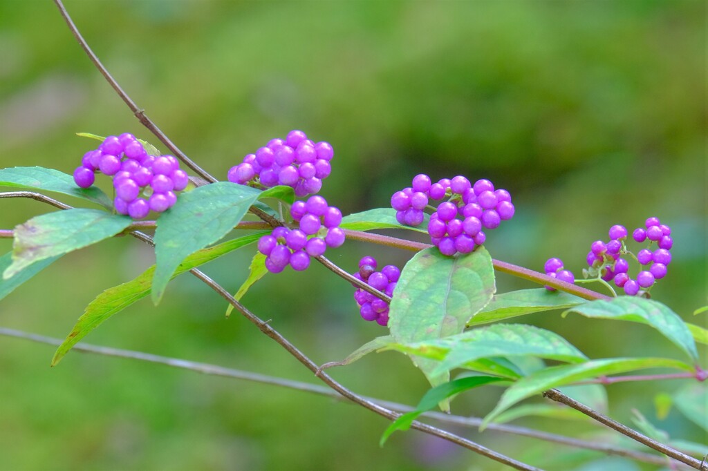 散歩の途中で。Ⅵ