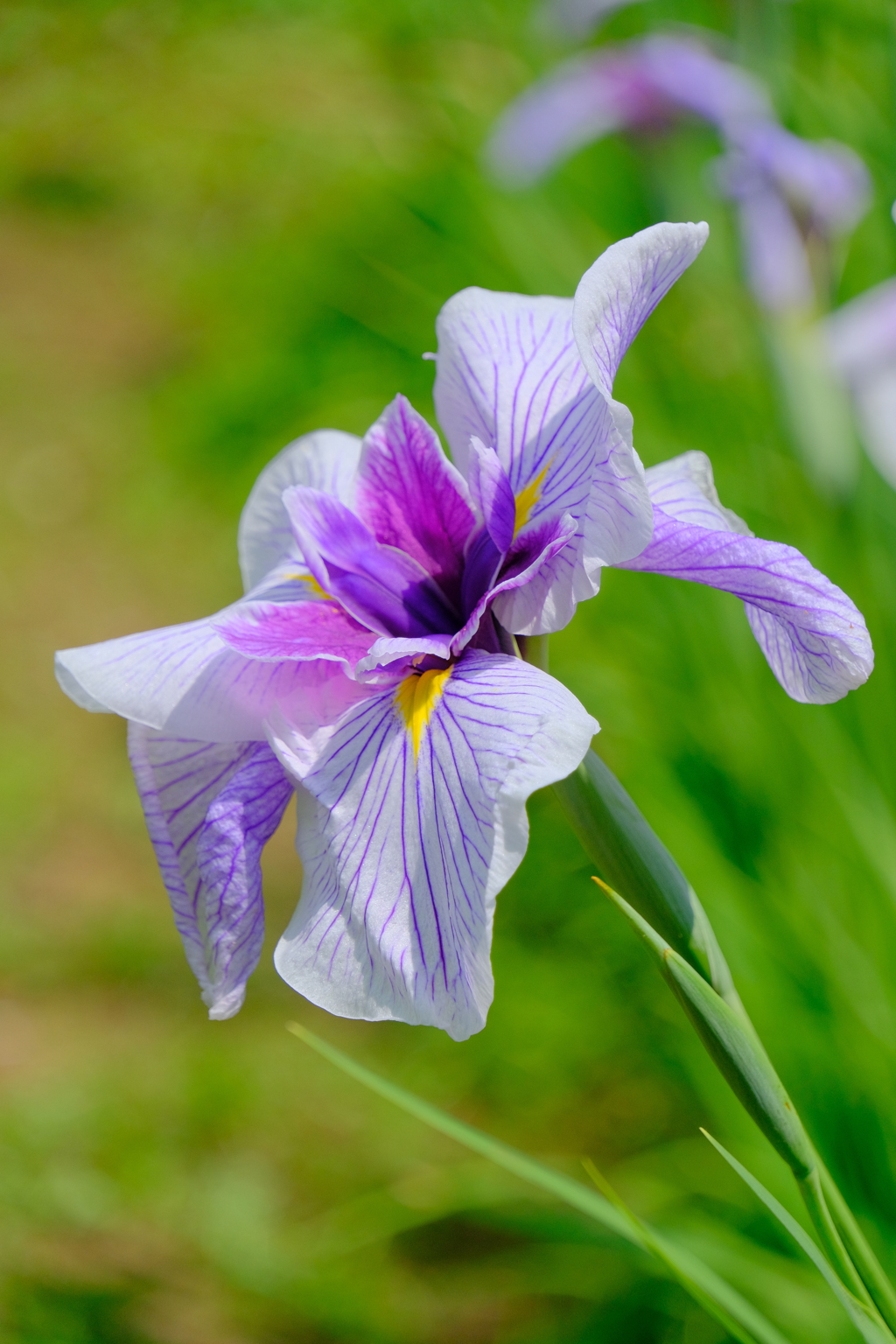散歩の途中で。Ⅰ