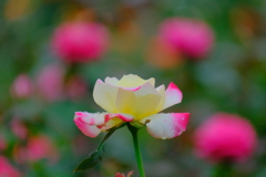 散歩の途中で。