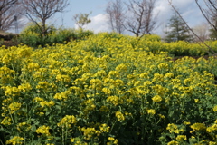 菜の花