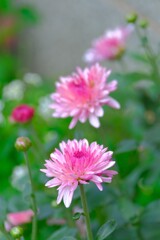 散歩の途中で。５