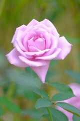 散歩の途中で、Ⅰ