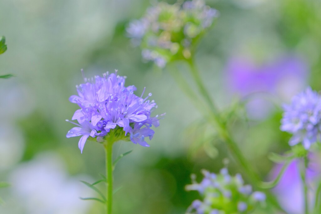散歩の途中で。Ⅳ