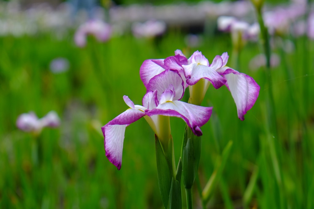 花菖蒲