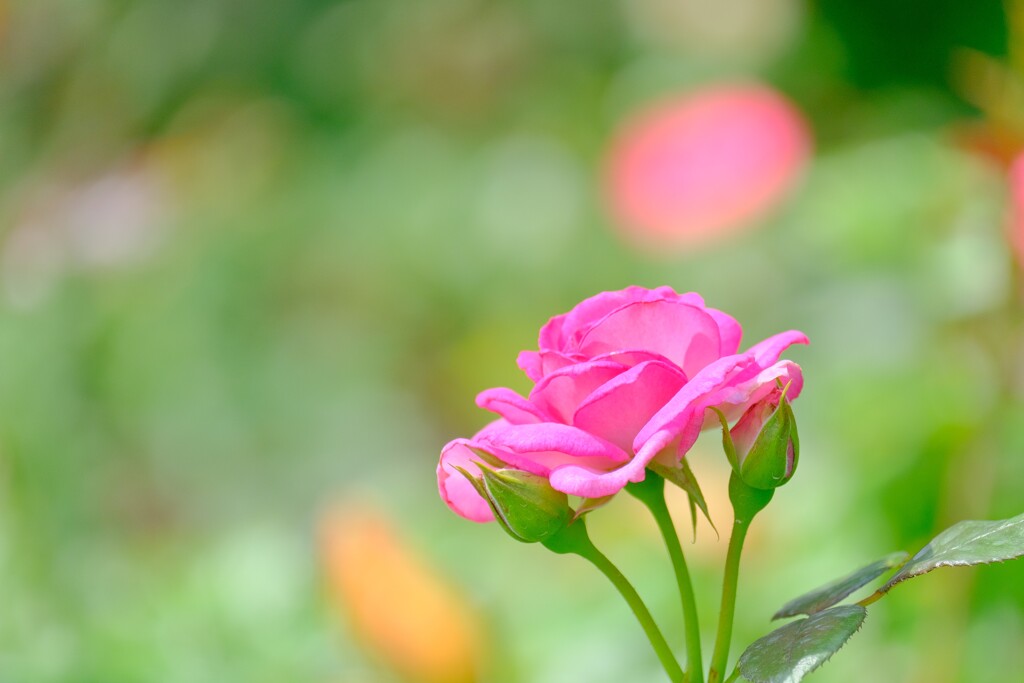 散歩の途中で。