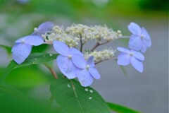 ヤマアジサイ-2