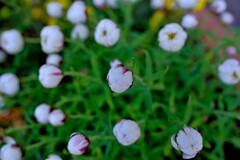 散歩の途中で。⑦