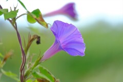 散歩の途中で。Ⅴ