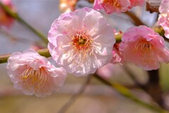 散歩の途中で。②