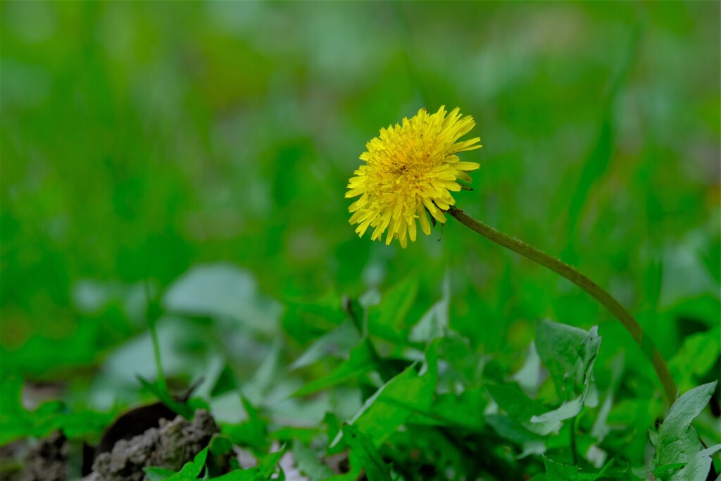 散歩の途中で。10