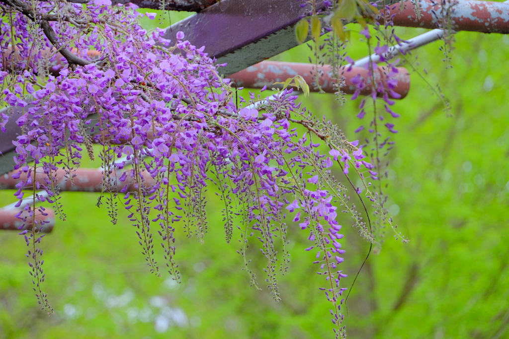 散歩の途中で。7