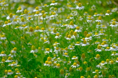 散歩の途中で。（４）