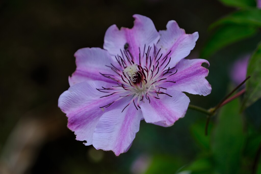 散歩の途中で。12