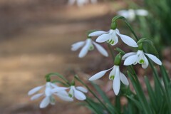 スノードロップ