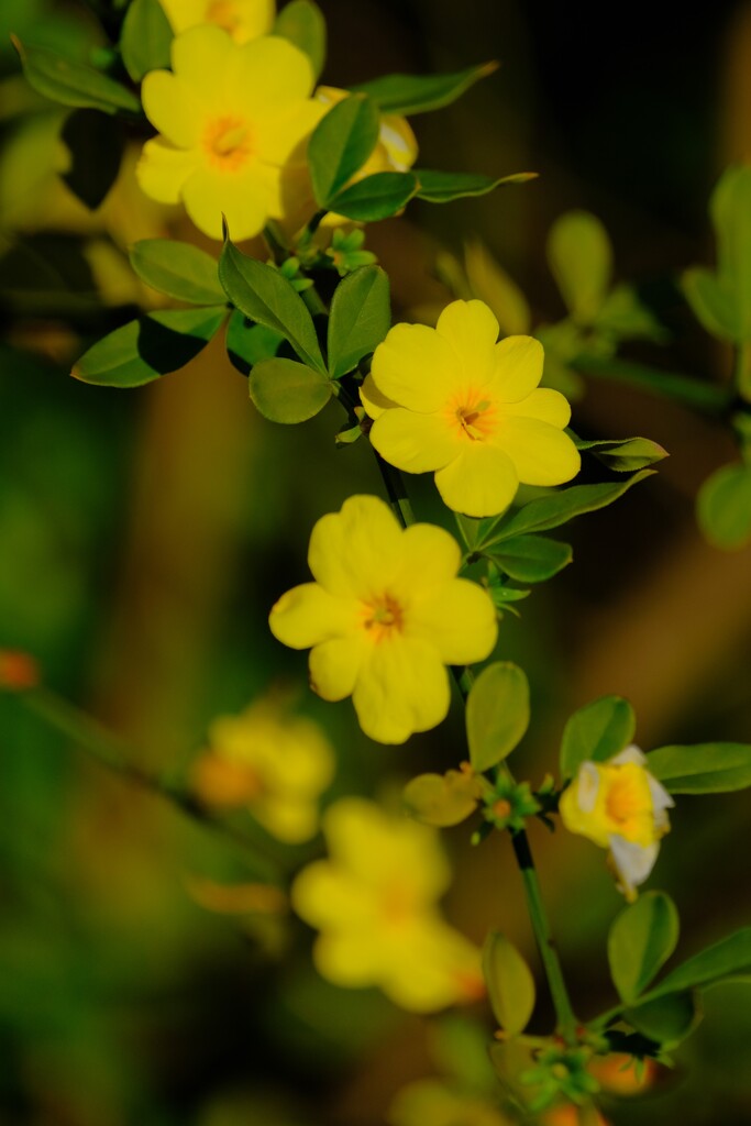 散歩の途中で。Ⅴ