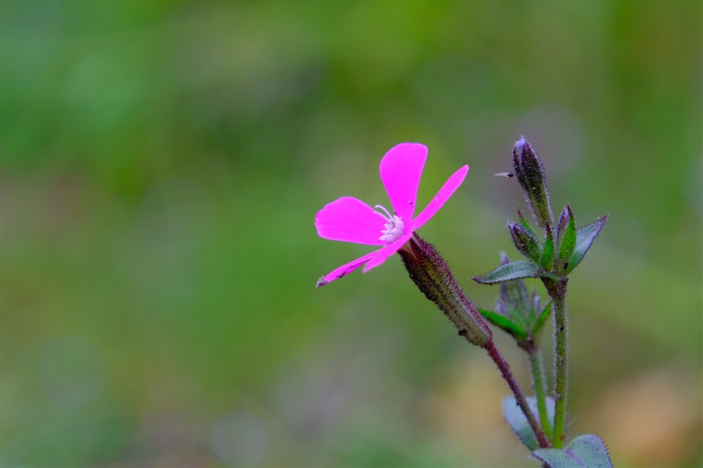 散歩の途中で。⑦