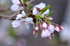 ソメイヨシノ（６）