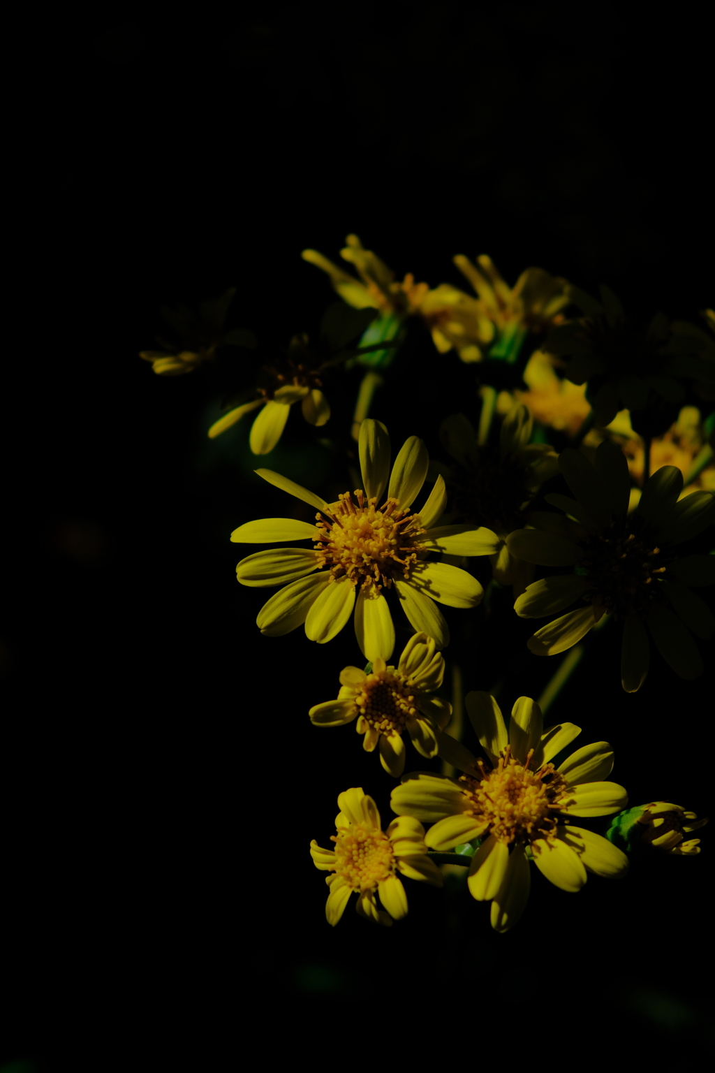 散歩の途中で。Ⅴ