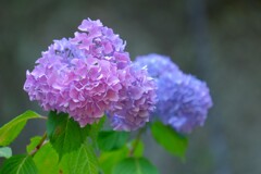 散歩の途中で。