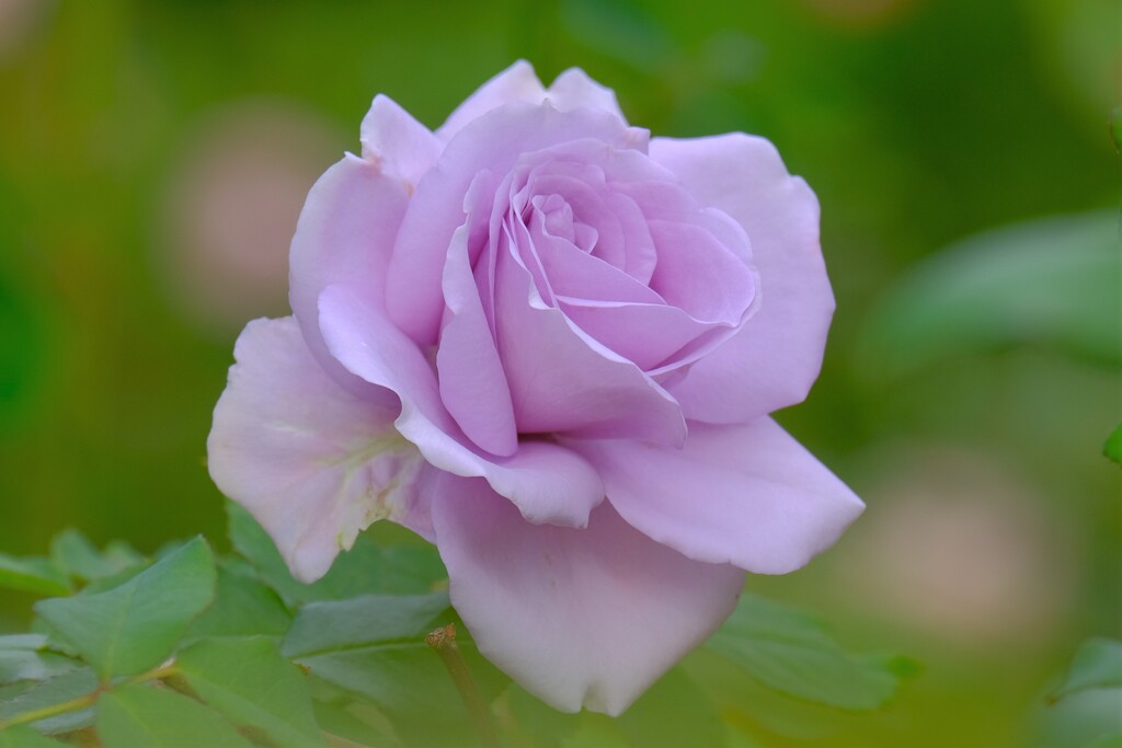 散歩の途中で、⑥