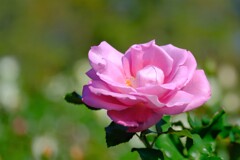 散歩の途中で。Ⅲ