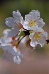 散歩の途中で。③