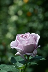 薔薇