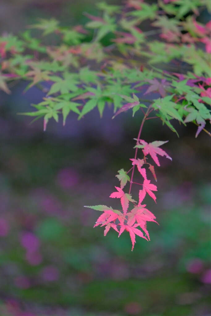 散歩の途中で。Ⅳ